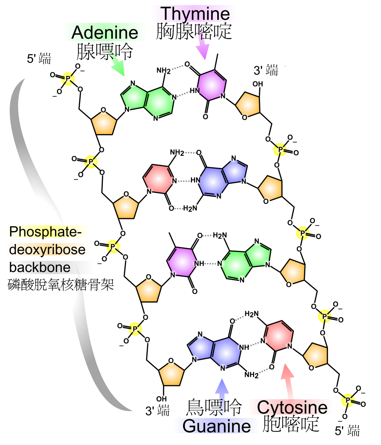 脱氧核糖核酸的化学结构