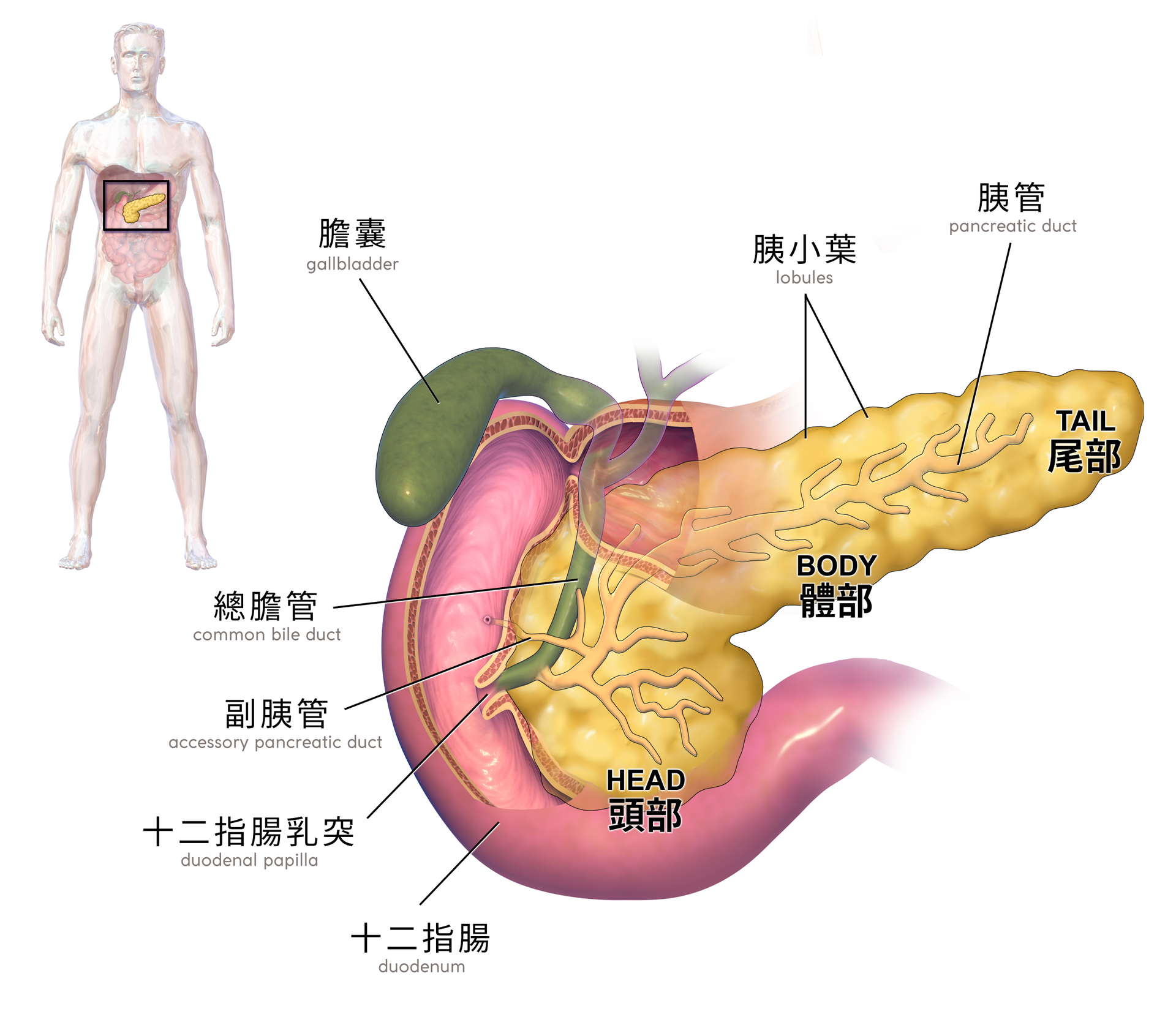 胰脏（黄色）及与其相连之消化器官的示意图
