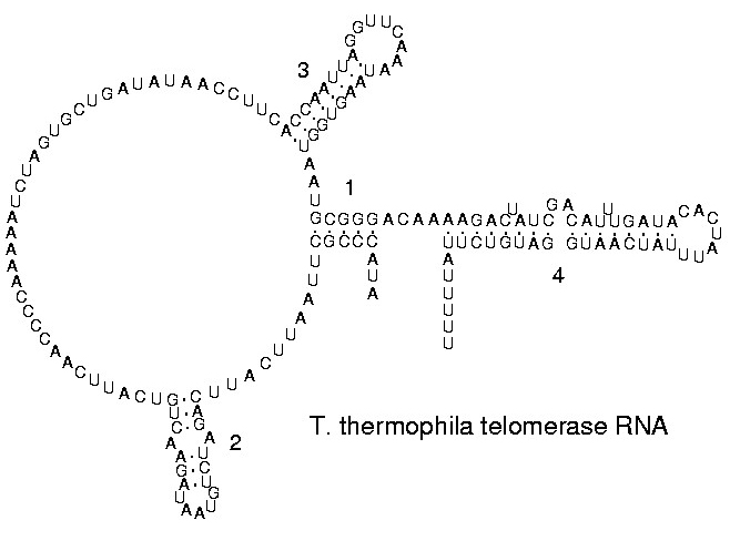 端粒酶RNA