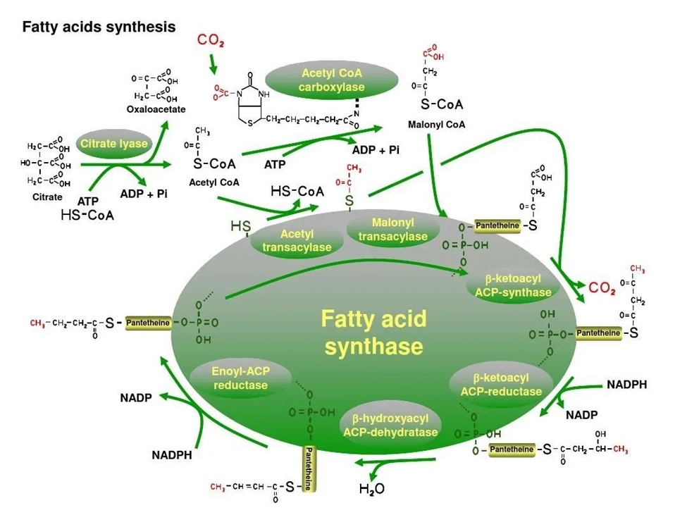 脂肪酸代謝 (Fatty acid metabolism)