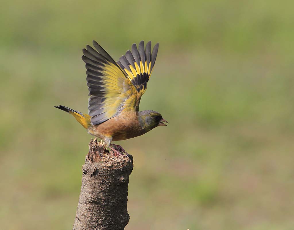 金翅雀，学名Chloris sinica中sinica代表中华的，grey-capped greenfinch