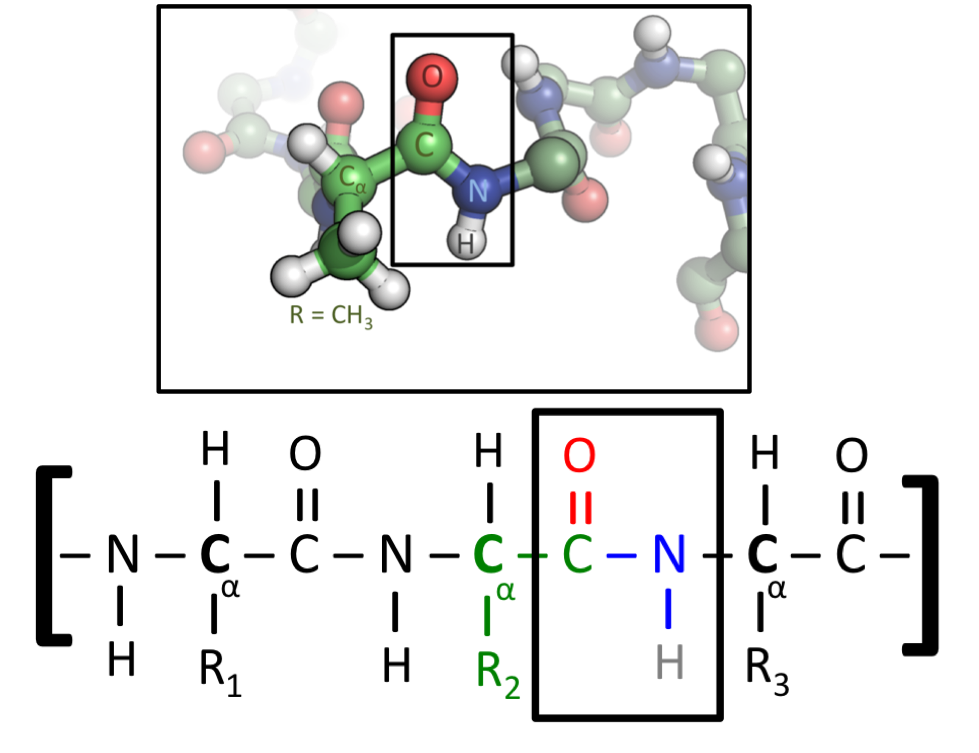 蛋白质结构中氨基酸和丙氨酸通过肽键（用方块标出）连接在一起