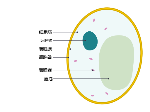 典型酵母菌横截面