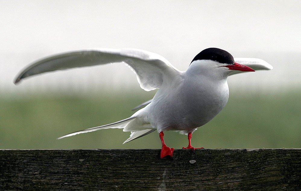 北极燕鸥Arctic tern（直译北极的燕鸥）
